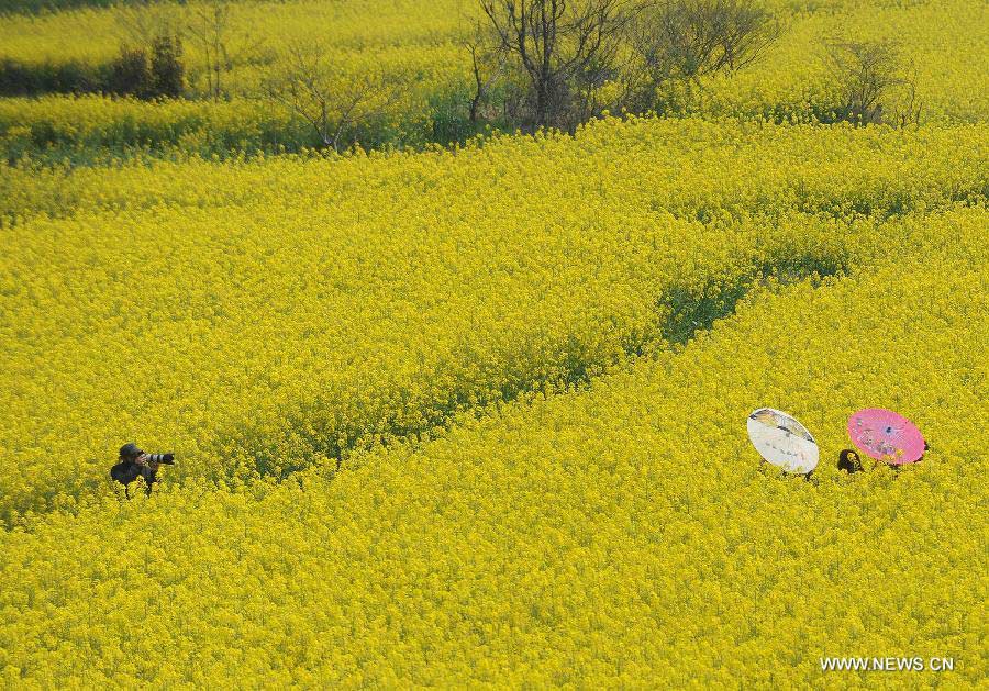 Visitors pose for photo among the field of rape flowers in Yaxi Township of Gaochun District in Nanjing, capital of east China's Nanjing Province, April 3, 2013. (Xinhua/Shen Peng)