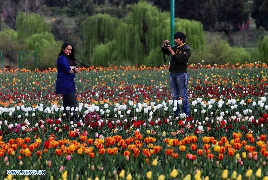(130403) -- SRINAGAR, April 3, 2013 (Xinhua) -- A tourist takes photographs of a woman amid tulips in a tulip garden in Srinagar, summer capital of Indian-controlled Kashmir, April 3, 2013. The Tulip Garden in Indian-controlled Kashmir has become the prime attraction for visiting foreign and domestic tourists, officials said. (Xinhua/Javed Dar) 