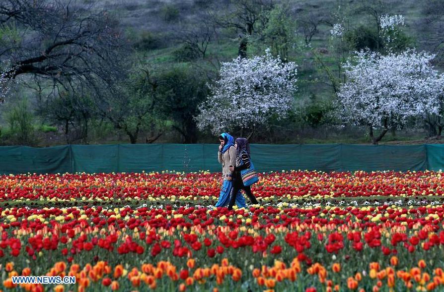 (130403) -- SRINAGAR, April 3, 2013 (Xinhua) -- Tourists stroll along the beds of tulips in a tulip garden in Srinagar, summer capital of Indian-controlled Kashmir, April 3, 2013. The Tulip Garden in Indian-controlled Kashmir has become the prime attraction for visiting foreign and domestic tourists, officials said. (Xinhua/Javed Dar) 