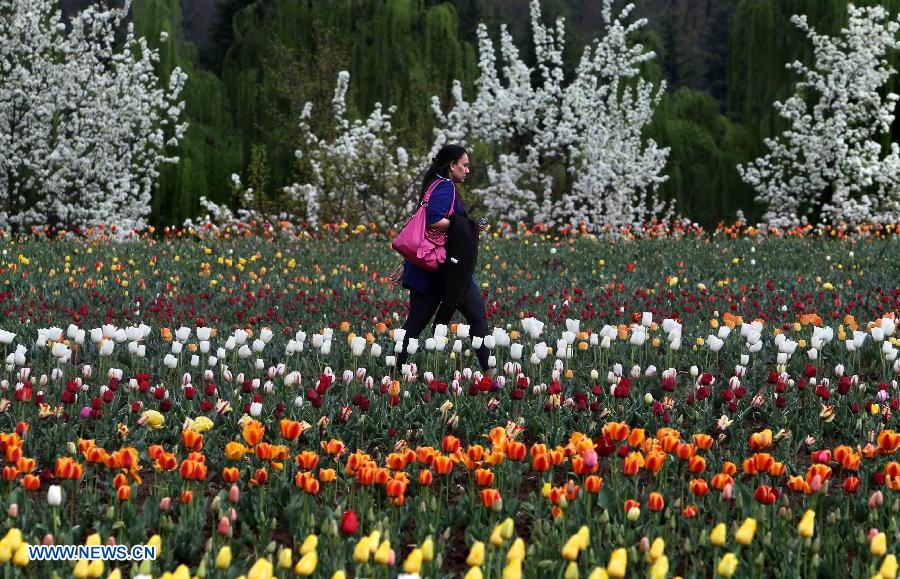 A tourist walks along the beds of tulips in a tulip garden in Srinagar, summer capital of Indian-controlled Kashmir, April 3, 2013. The Tulip Garden in Indian-controlled Kashmir has become the prime attraction for visiting foreign and domestic tourists, officials said. (Xinhua/Javed Dar) 