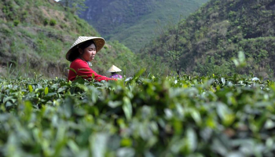 A woman of the Miao ethnic group picks up tea leaves at a tea plantation in Huishui County of the Qiannan Buyi Autonomous Prefecture, southwest China's Guizhou Province, April 4, 2013. Farmers here are busy with picking the "Qingming Tea" on the Qingming Festival as this kind of tea is regarded to have a better taste. (Xinhua/Ou Dongqu)