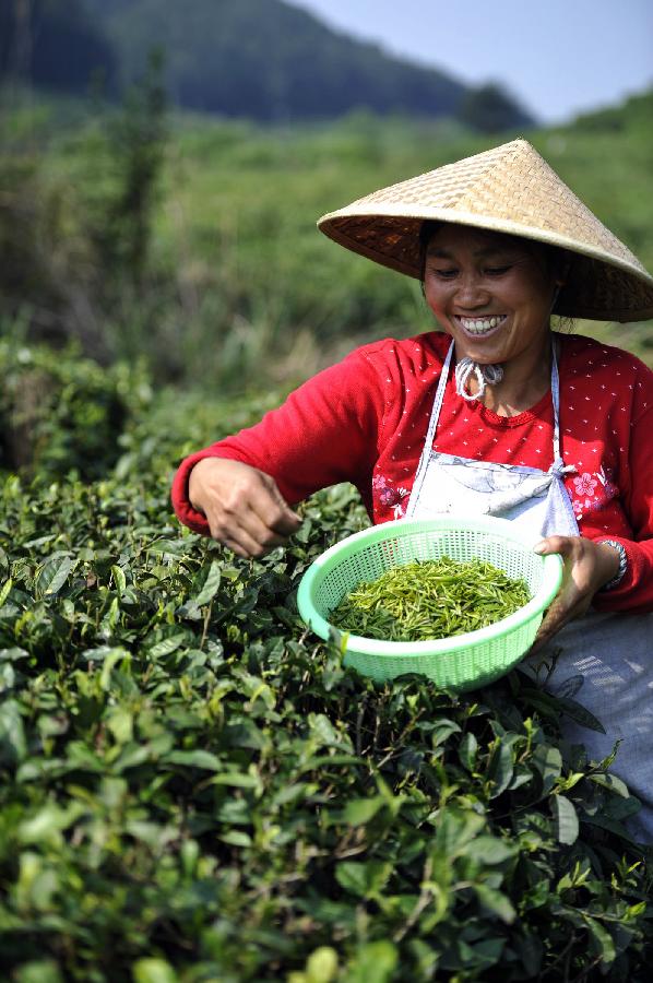 A woman of the Miao ethnic group picks up tea leaves at a tea plantation in Huishui County of the Qiannan Buyi Autonomous Prefecture, southwest China's Guizhou Province, April 4, 2013. Farmers here are busy with picking the "Qingming Tea" on the Qingming Festival as this kind of tea is regarded to have a better taste. (Xinhua/Ou Dongqu)