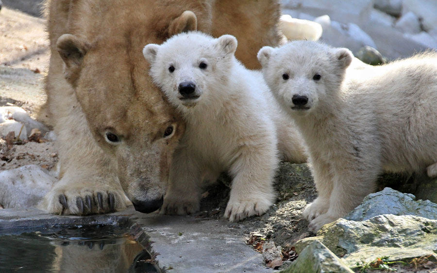Two four-month-old polar bear cubs play in an open-air enclosure at a Zoo in Brno of the Czech Republic on March 16. (Xinhua/AFP)