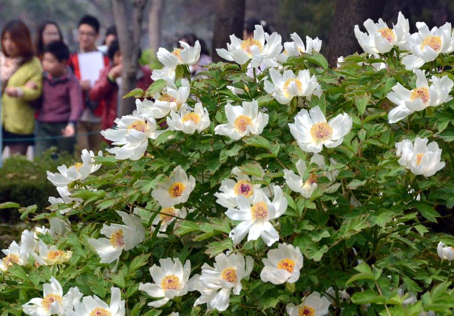Visitors view peony flowers at a park in Luoyang, capital of central China's Henan Province, April 4, 2013, the first day of the three-day Qingming Festival holidays. (Xinhua/Wang Song) 