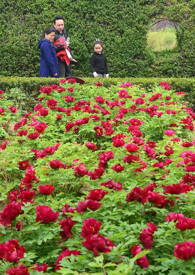 Visitors view peony flowers at a park in Luoyang, capital of central China's Henan Province, April 4, 2013, the first day of the three-day Qingming Festival holidays. (Xinhua/Wang Song) 