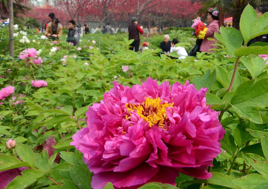 Visitors view peony flowers at a park in Luoyang, capital of central China's Henan Province, April 4, 2013, the first day of the three-day Qingming Festival holidays. (Xinhua/Wang Song) 