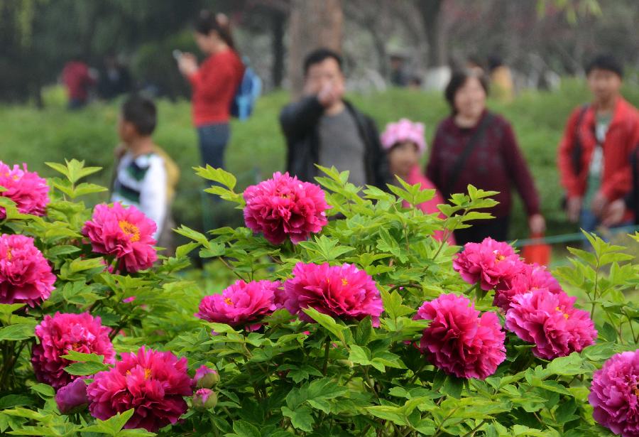 Visitors view peony flowers at a park in Luoyang, capital of central China's Henan Province, April 4, 2013, the first day of the three-day Qingming Festival holidays. (Xinhua/Wang Song) 