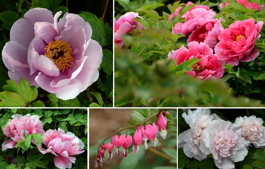 Combined photo taken on April 4, 2013 shows various species of peony flowers at a park in Luoyang, capital of central China's Henan Province. Thursday is the first day of the three-day Qingming Festival holidays. (Xinhua/Wang Song)