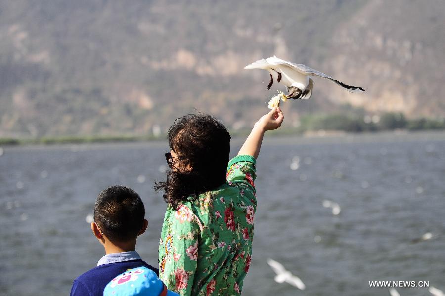 A visitor feeds a black-headed gull by the Dianchi Lake in Kunming, capital of southwest China's Yunnan Province, April 4, 2013, the first day of the three-day Qingming Festival holidays. (Xinhua/Zhang Ke Ren)