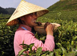 Pick 'Qingming Tea' on Qingming Festival