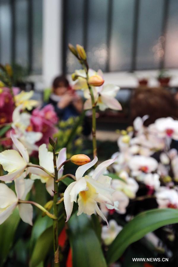 People enjoy orchids during the Orchid Show in Frankfurt, Germany, on April 5, 2013. (Xinhua/Luo Huanhuan)