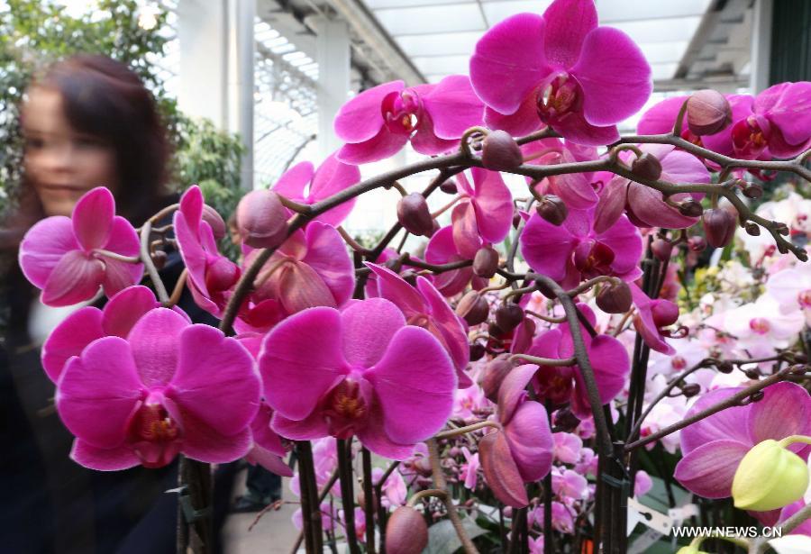 People enjoy orchids during the Orchid Show in Frankfurt, Germany, on April 5, 2013. (Xinhua/Luo Huanhuan)