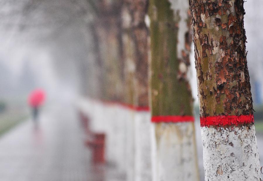 A local resident walks in drizzling rain on a road in Zouping County of Binzhou City, east China's Shandong Province, April 5, 2013, the 2nd day of the three-day Qingming Festival holidays. (Xinhua/Dong Naide)