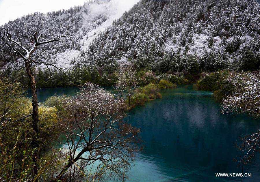 Photo taken on April 5, 2013 shows the scenery of snow covered trees in Jiuzhaigou Valley, southwest China's Sichuan Province. (Xinhua/Sangey)