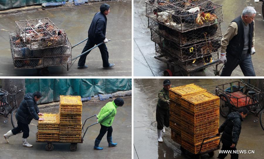 The combined photo taken on April 5, 2013 shows workers take encased live poultry out of the Sanguantang poultry and egg market in Shanghai, east China. The government of Shanghai Municipality said on Friday sales of live poultry will be suspended in the municipality from April 6 as the H7N9 strain of avian influenza has sickened 14 people and killed six. (Xinhua/Ding Ting)