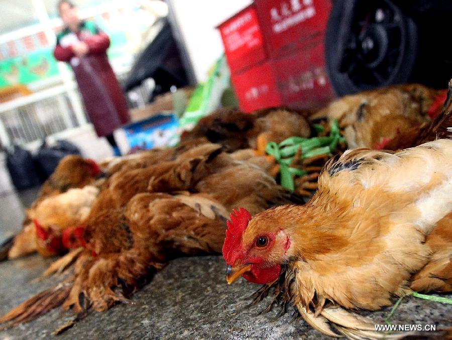 Photo taken on April 5, 2013 shows chickens are tied up to be dealt with at a market in Shanghai, east China. The government of Shanghai Municipality said on Friday sales of live poultry will be suspended in the municipality from April 6 as the H7N9 strain of avian influenza has sickened 14 people and killed six. (Xinhua/Chen Fei) 