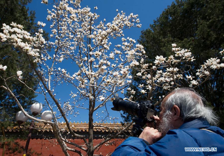 A man takes photos of Magnolia flowers in full blossom in Chang'an Avenue in Beijing, capital of China, April 6, 2013. (Xinhua/Luo Xiaoguang)