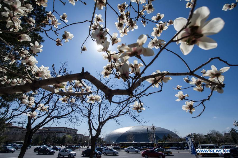 Photo taken on April 6, 2013 shows Magnolia flowers in full blossom in Beijing, capital of China. (Xinhua/Luo Xiaoguang)