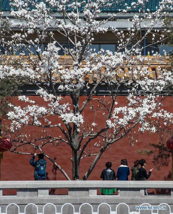 Pedestrians take photos of Magnolia flowers in full blossom in Chang'an Avenue in Beijing, capital of China, April 6, 2013. (Xinhua/Luo Xiaoguang) 