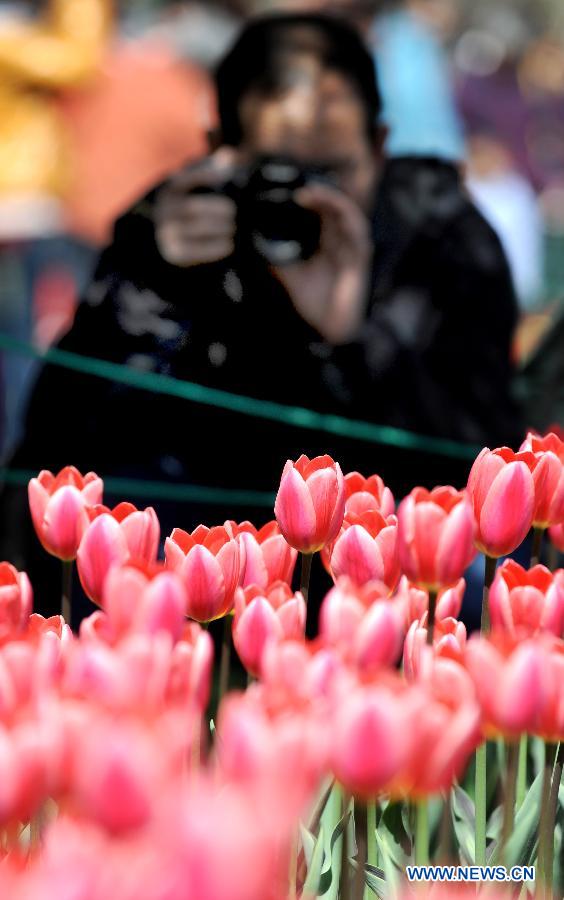 Photo taken on April 6, 2013 shows tulips in full blossom at the People's Park in Zhengzhou, capital of central China's Henan Province. (Xinhua/Li Bo)