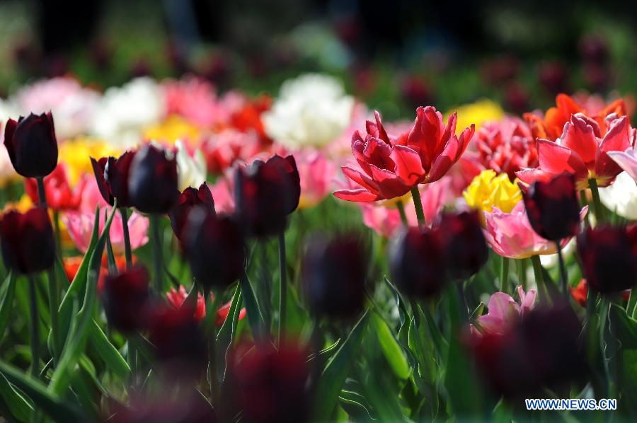 Photo taken on April 6, 2013 shows tulips in full blossom at the People's Park in Zhengzhou, capital of central China's Henan Province. (Xinhua/Li Bo)