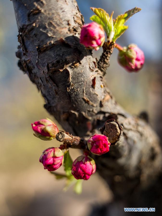 Photo taken on April 6, 2013 shows plum blossom buds in Beijing, capital of China. (Xinhua/Luo Xiaoguang)