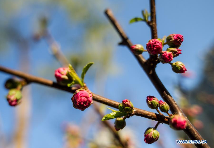 Photo taken on April 6, 2013 shows plum blossom buds in Beijing, capital of China. (Xinhua/Luo Xiaoguang)