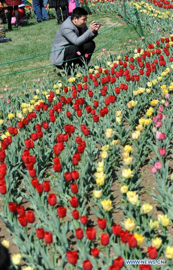 A visitor takes photos of tulips at the People's Park during the three-day holiday of Qingming Festival in Zhengzhou, capital of central China's Henan Province, April 6, 2013. (Xinhua/Li Bo)