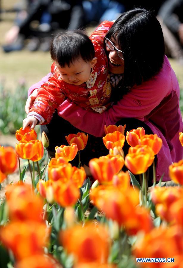 A child was attracted by tulips at the People's Park during the three-day holiday of Qingming Festival in Zhengzhou, capital of central China's Henan Province, April 6, 2013. (Xinhua/Li Bo)