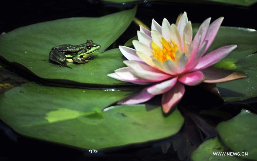 A frog rests beside a water lily at a pond by the Palace Museum in Taipei, southeast China's Taiwan, April 7, 2013.(Xinhua/Wu Ching-teng) 