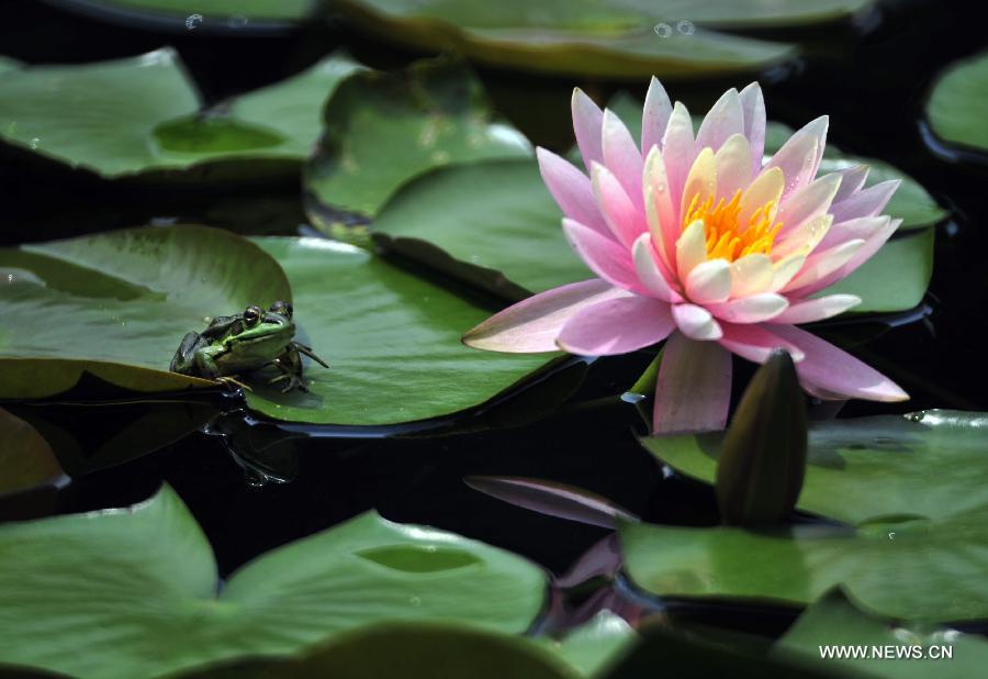 A frog rests beside a water lily at a pond by the Palace Museum in Taipei, southeast China's Taiwan, April 7, 2013.(Xinhua/Wu Ching-teng) 