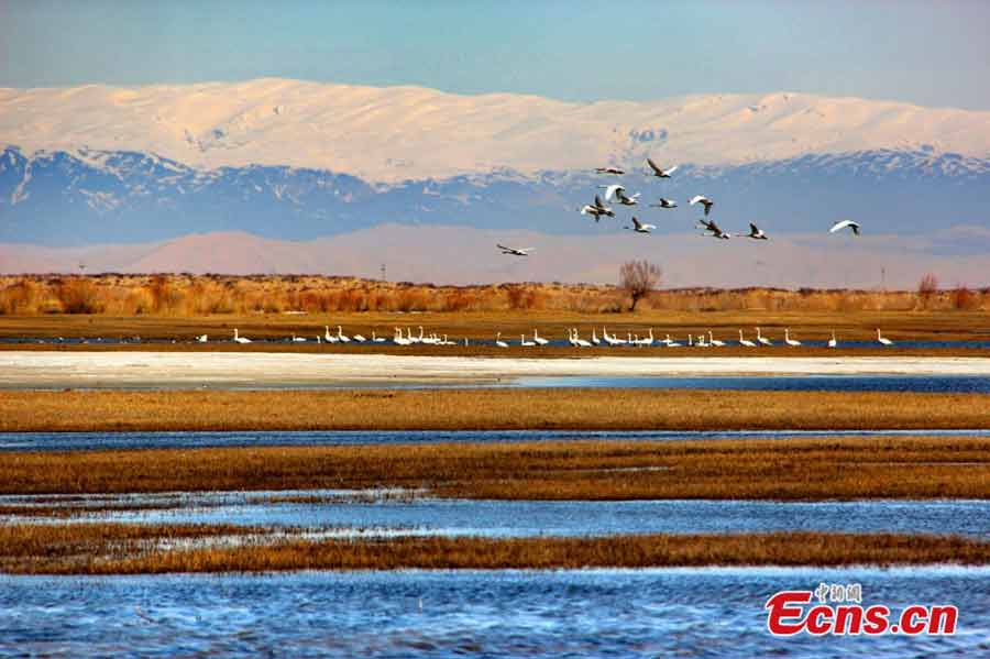 Migratory birds are seen at the Keketuohai Wetland Nature Reserve of Habahe County in Northwest China's Xinjiang Uygur Autonomous Region on April 6, 2013. Thousands of migratory birds, including swans, egrets and ducks, fly back to the reserve as spring approaches. (ecns.cn/Wang Hongshan)