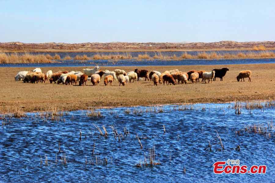 Animals are seen at the Keketuohai Wetland Nature Reserve of Habahe County in Northwest China's Xinjiang Uygur Autonomous Region on April 6, 2013. Thousands of migratory birds, including swans, egrets and ducks, fly back to the reserve as spring approaches. (ecns.cn/Wang Hongshan)