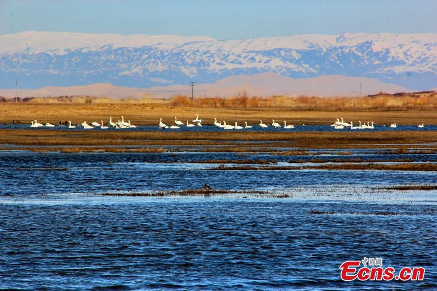Migratory birds are seen at the Keketuohai Wetland Nature Reserve of Habahe County in Northwest China's Xinjiang Uygur Autonomous Region on April 6, 2013. Thousands of migratory birds, including swans, egrets and ducks, fly back to the reserve as spring approaches. (ecns.cn/Wang Hongshan)