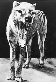 Thylacine: Tasmanian wolf (extinct since 1936) 