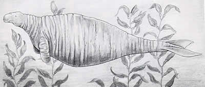 Steller's sea cow (extinct since 1768)