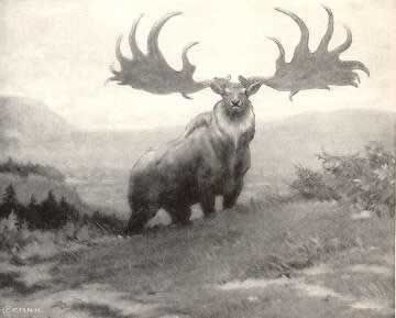 Irish Elk (extinct about 7700 years ago)　