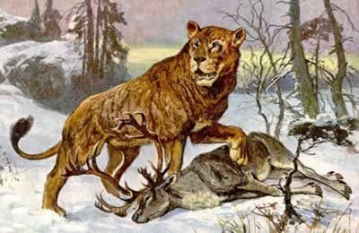 Cave lion (extinct 2000 years ago) 
