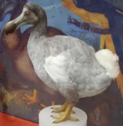 Dodo bird (extinct since late 17th century)