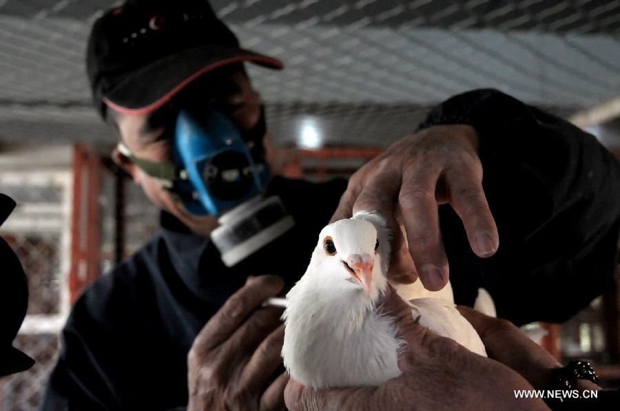 A health worker vaccinates a pigeon to fight against the H7N9 bird flu virus in Liuzhou City, southwest China's Guangxi Zhuang Autonomous Region, April 7, 2013. China reported three more H7N9 infections on Sunday, bringing the total number of the confirmed cases to 21 as the country is gearing up to fight the disease that has left six dead. (Xinhua)