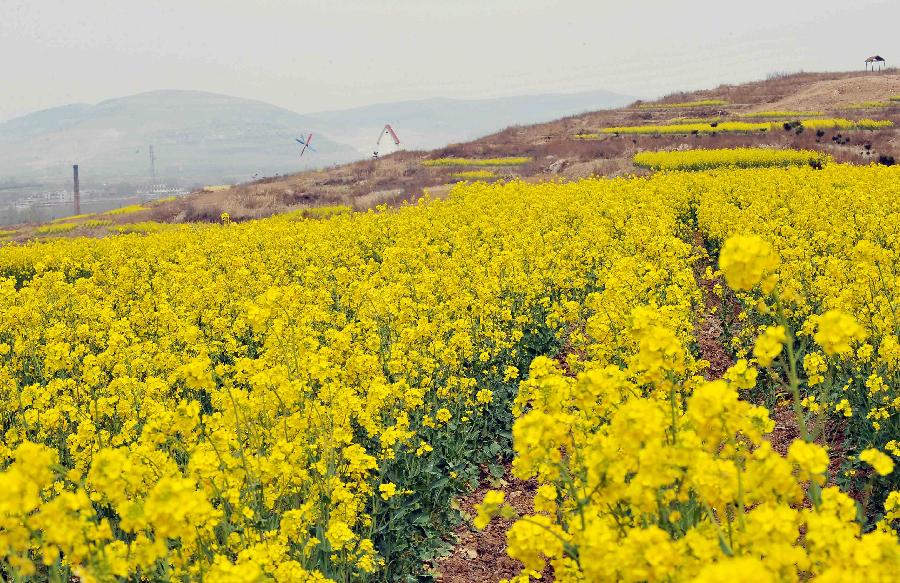 Photo taken on April 8, 2013 shows rape flowers in Shuangquan Township in Jinan, capital of east China's Shandong Province. Rape flowers in Shuangquan entered the best season for viewing, attracting numbers of visitors. (Xinhua/Zhu Zheng) 