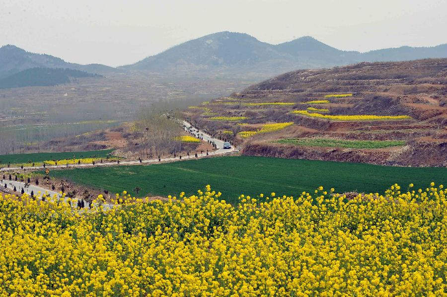 Photo taken on April 8, 2013 shows rape flowers in Shuangquan Township in Jinan, capital of east China's Shandong Province. Rape flowers in Shuangquan entered the best season for viewing, attracting numbers of visitors. (Xinhua/Zhu Zheng) 