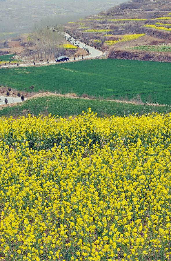 Photo taken on April 8, 2013 shows rape flowers in Shuangquan Township in Jinan, capital of east China's Shandong Province. Rape flowers in Shuangquan entered the best season for viewing, attracting numbers of visitors. (Xinhua/Zhu Zheng) 