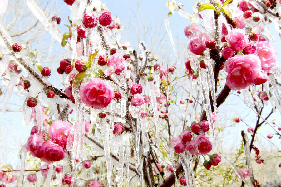 Photo taken on April 8, 2013 shows icicles on plum blossoms in Hami, northwest China's Xinjiang Uygur Autonomous Region. Icicles are seen on tree branches and blossoms in Haimi due to sharp drop of temperature. (Xinhua/Cai Zengle)