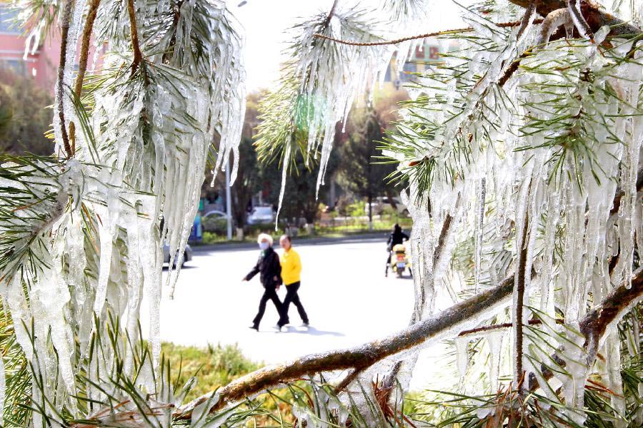 Citizens walk past tree branches with icicles in Hami, northwest China's Xinjiang Uygur Autonomous Region, April 8, 2013. Icicles are seen on tree branches and blossoms in Haimi due to sharp drop of temperature. (Xinhua/Cai Zengle)