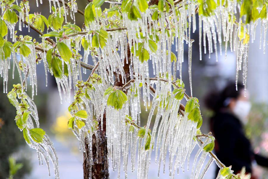 Photo taken on April 8, 2013 shows icicles on tree branches in Hami, northwest China's Xinjiang Uygur Autonomous Region. Icicles are seen on tree branches and blossoms in Haimi due to sharp drop of temperature. (Xinhua/Cai Zengle)