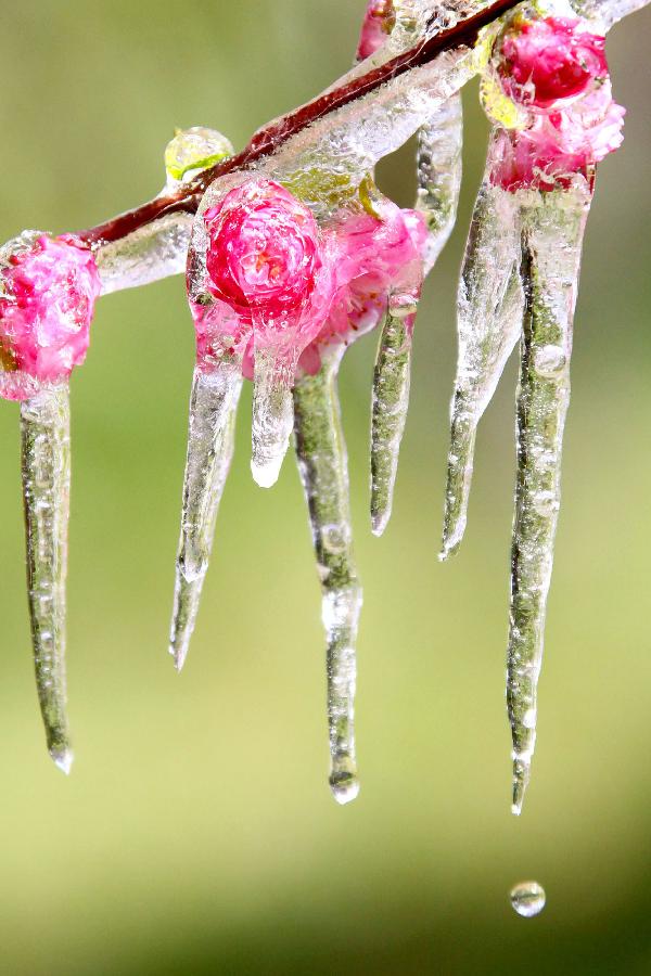 Photo taken on April 8, 2013 shows icicles on tree branches in Hami, northwest China's Xinjiang Uygur Autonomous Region. Icicles are seen on tree branches and blossoms in Haimi due to sharp drop of temperature. (Xinhua/Cai Zengle)