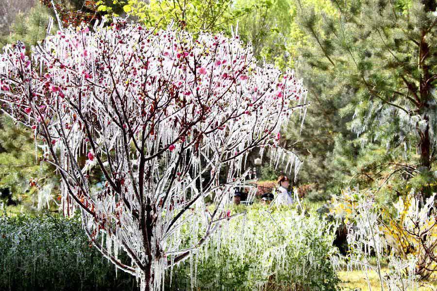 Photo taken on April 8, 2013 shows icicles on tree branches in Hami, northwest China's Xinjiang Uygur Autonomous Region. Icicles are seen on tree branches and blossoms in Haimi due to sharp drop of temperature. (Xinhua/Cai Zengle)