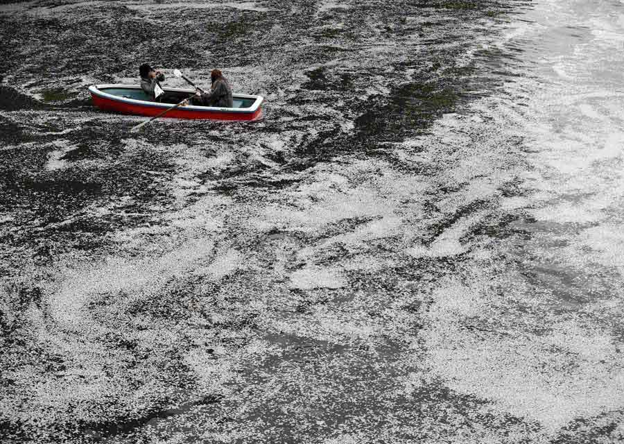 Tourists sit in a boat in a river with fallen cherry blossoms in Tokyo, Japan, April 1. (Xinhua/Reuters)