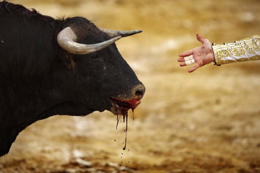 A matador reaches out his hand to a bull during a bullfight show in Spain on April 6. March to October every year is the traditional bullfight season in Spain. (Xinhua/AP)